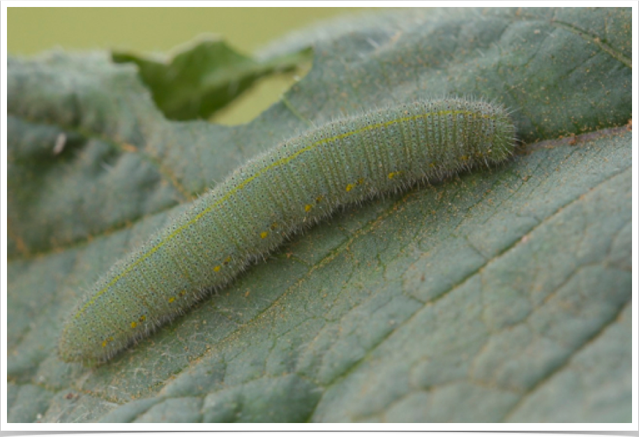 Cabbage White on Turnip
Perry County, Alabama